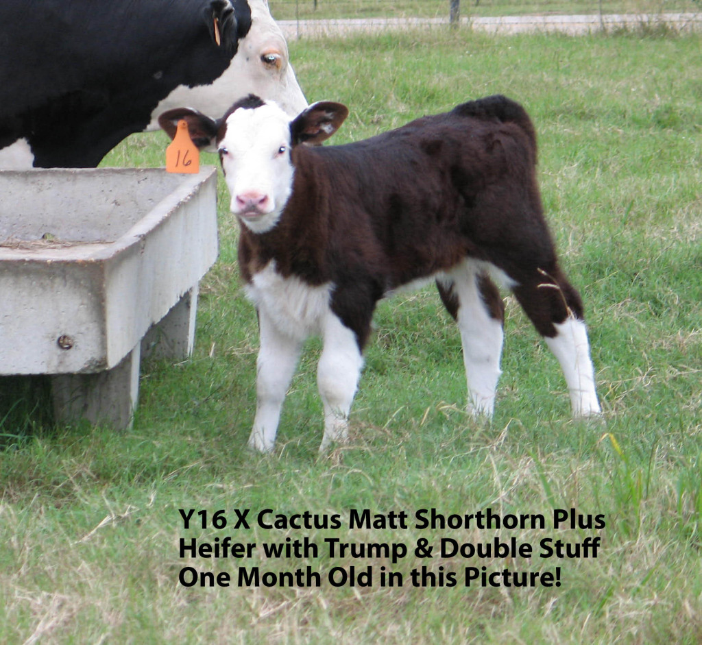 Shorthorn Cattle